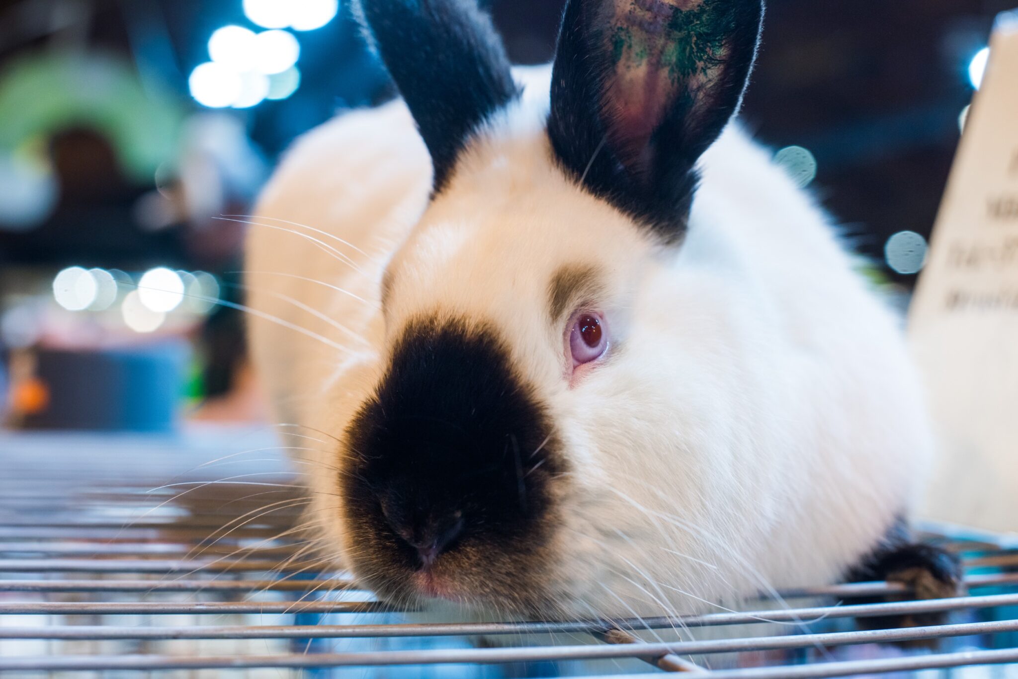 Why Do Californian Rabbits Change Color? The Science Behind Their Coat